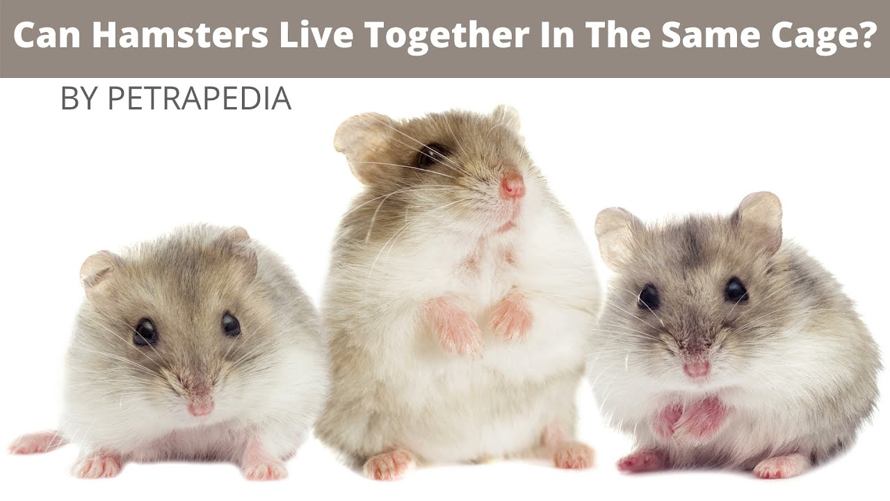 'Video thumbnail for Can Hamsters Live Together In The Same Cage'