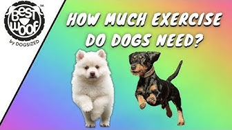 'Video thumbnail for How Much Exercise Do Dogs Need? | Dog Tips | BestWoof'