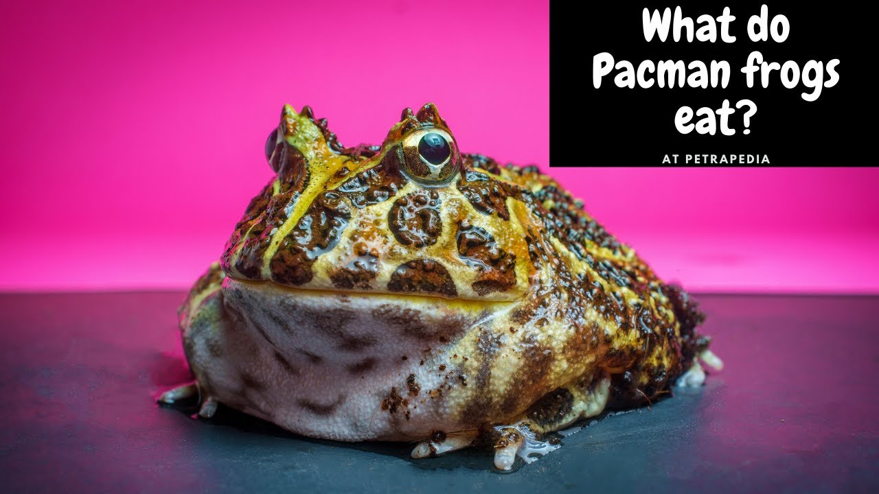 'Video thumbnail for What do Pacman frogs eat? (South American horned frog)'