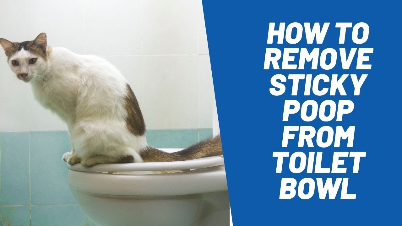 'Video thumbnail for How To Unclog Cat Litter From a Toilet?'