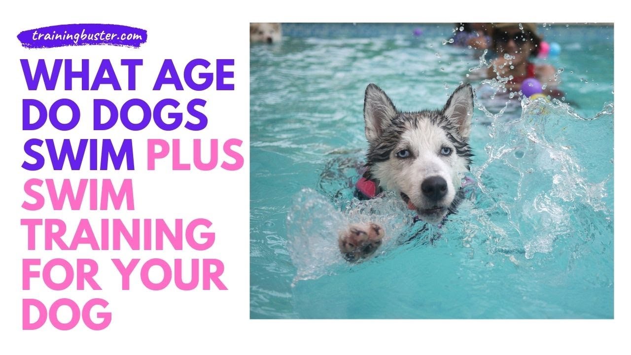 'Video thumbnail for What Age do Dogs Swim – Plus Swim Training For Your Dog'