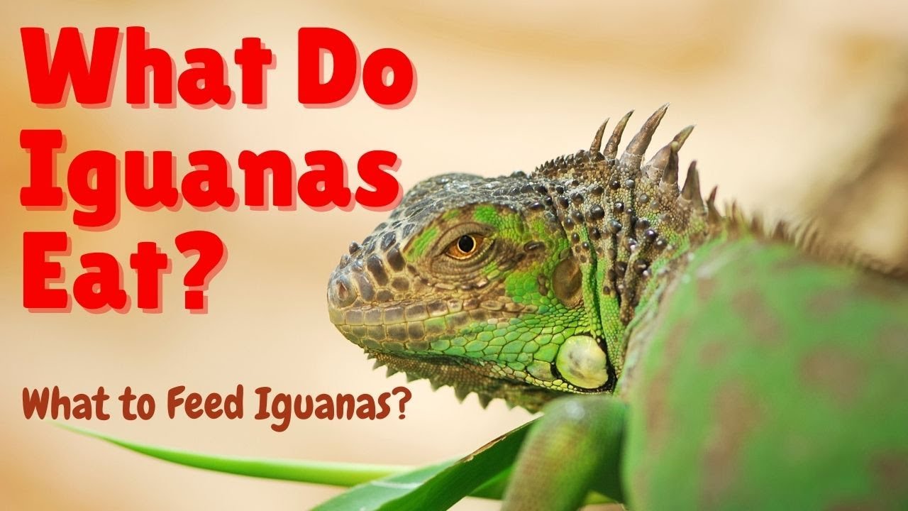 'Video thumbnail for What Do Iguanas Eat - What to Feed Iguanas - What Do Green Iguanas Eat'