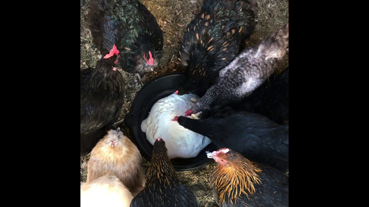 'Video thumbnail for Chickens Enjoying Some Plain Yogurt'