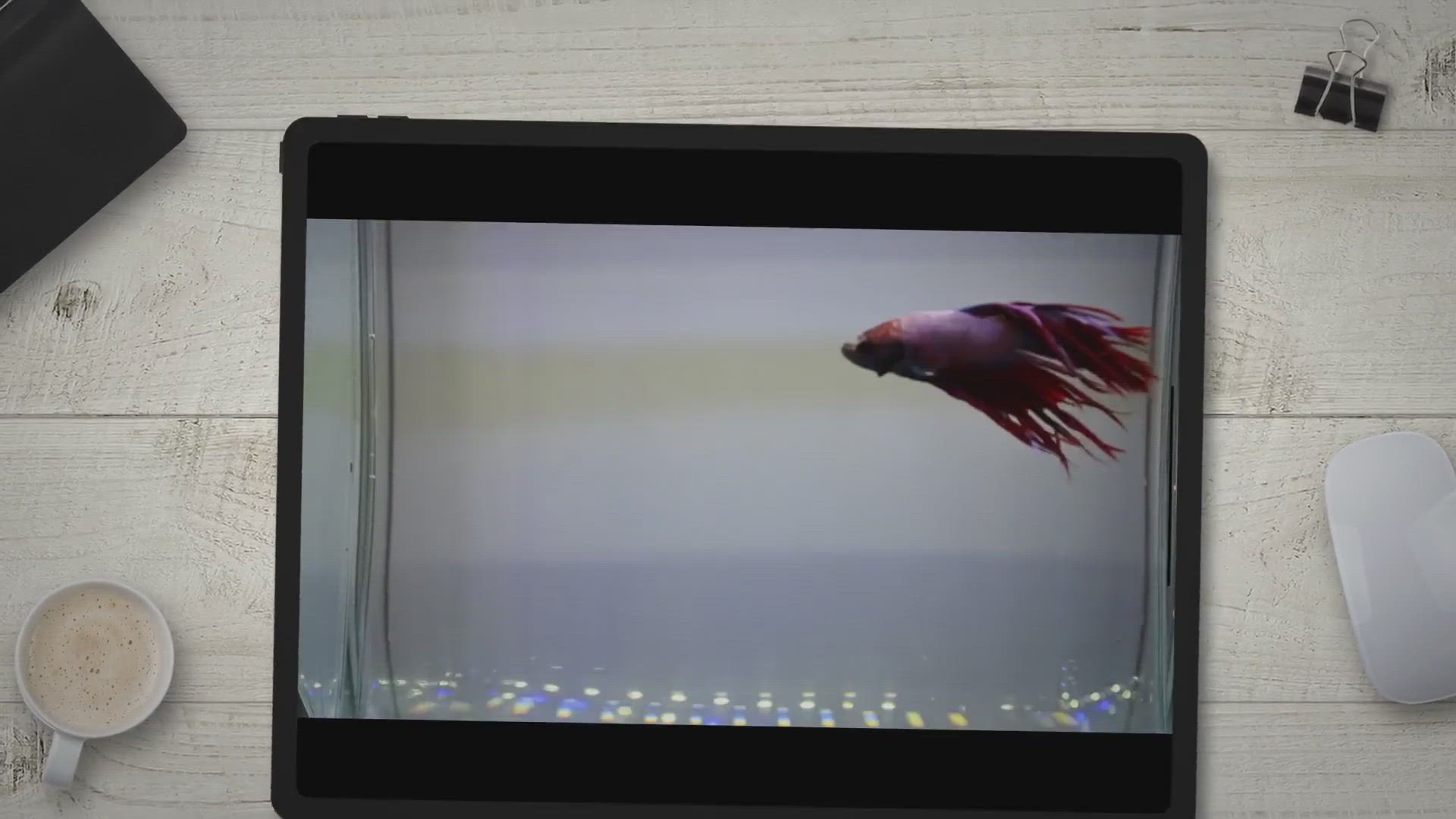 'Video thumbnail for Types of Betta Fish: Which is the Perfect One for You?'