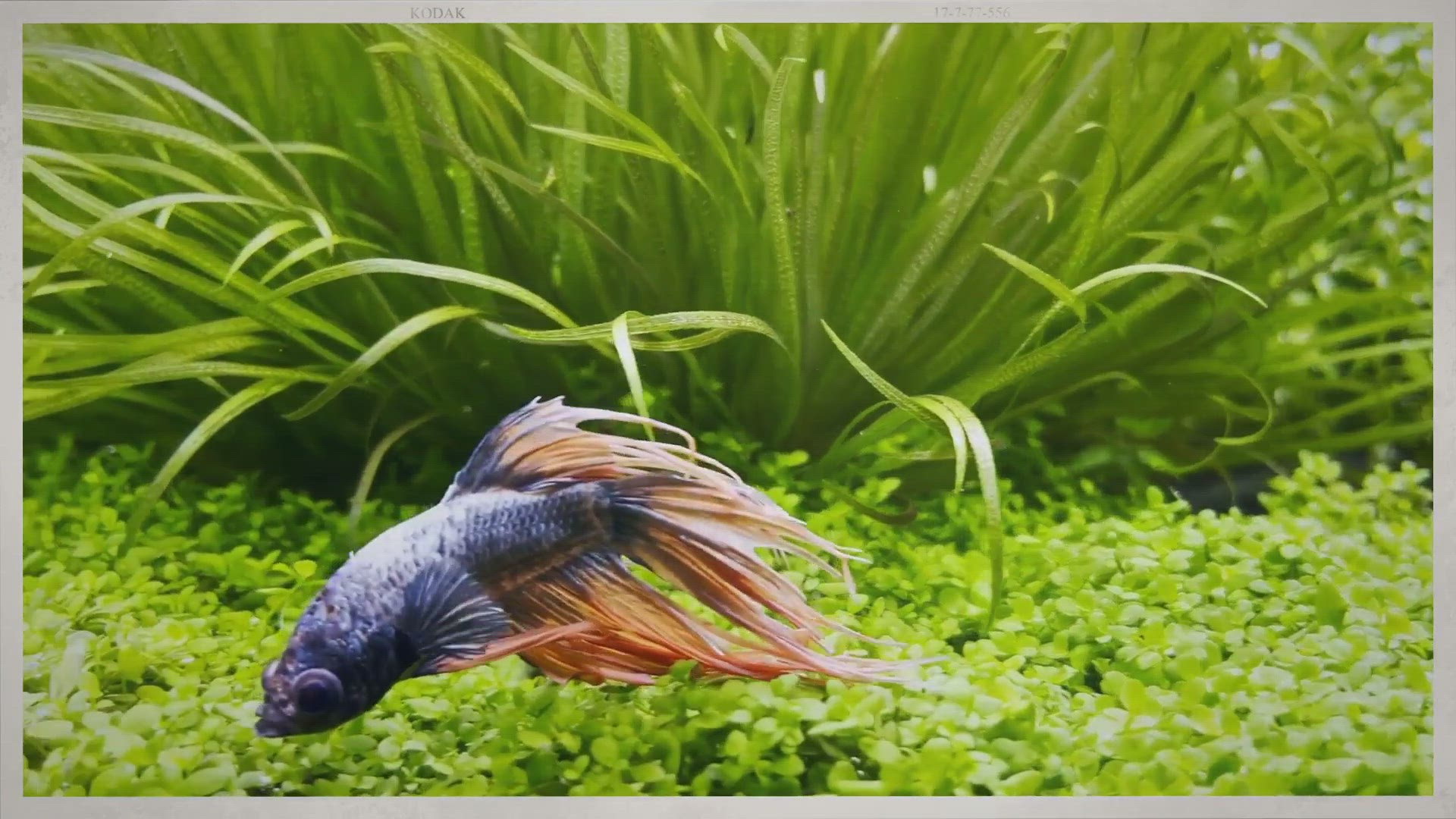 'Video thumbnail for 50 Betta Fish Tank Mates: Compatibility List'