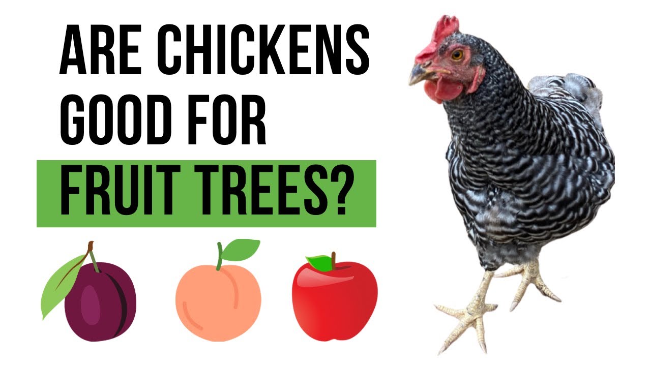 'Video thumbnail for Chickens and Fruit Trees - Are chickens good for fruit trees? Or should you keep them away?'
