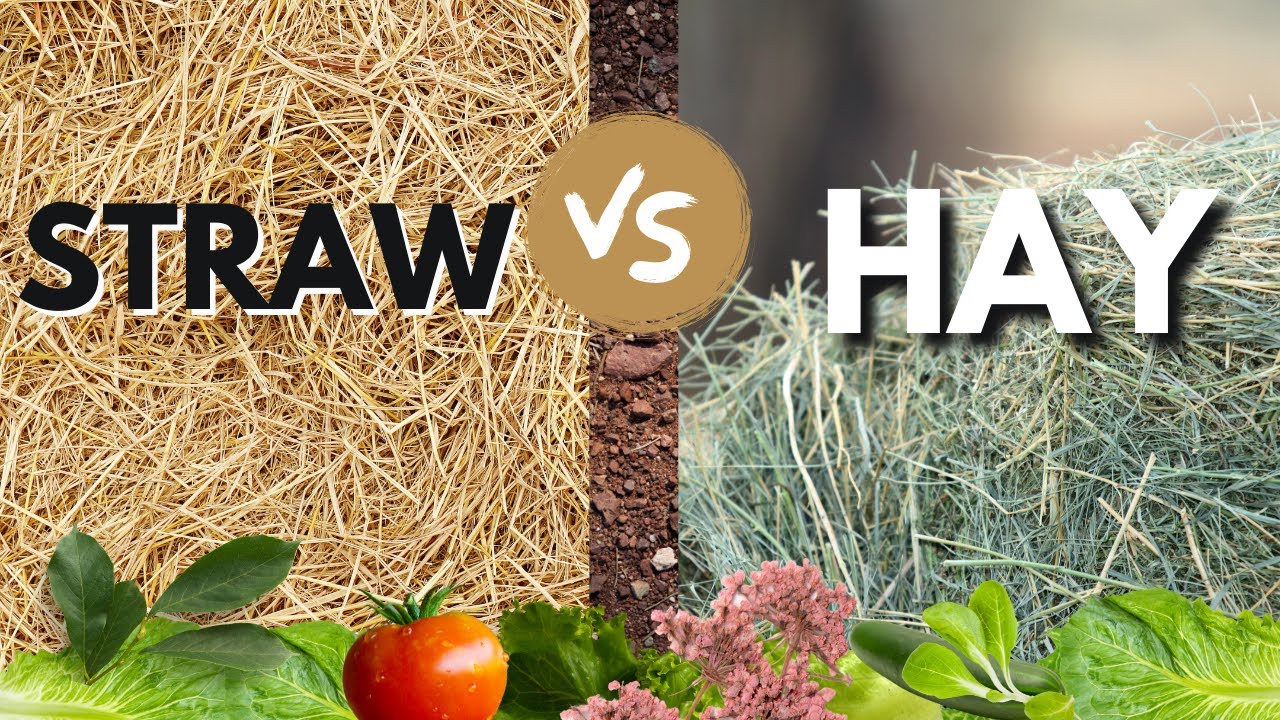 'Video thumbnail for Straw Vs Hay For Garden Mulch & Compost. What Is the Difference? Why Is One Potentially Harmful!'