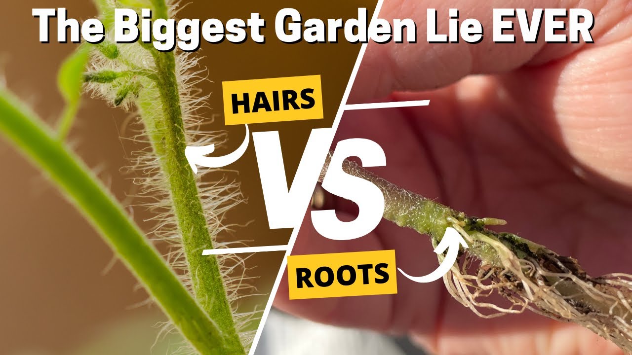 'Video thumbnail for Tomato Hairs ARE NOT Roots. They Are Important In Other Ways Here Is The Science Behind Why! 🍅'