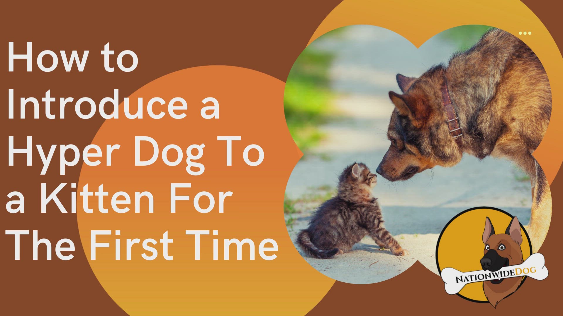 How Do You Introduce A Hyper Dog To A Kitten