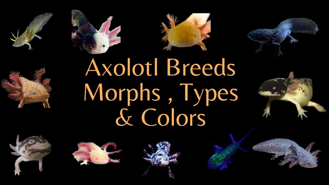 enigma-axolotl-axolotl-breeds-colors-morphs