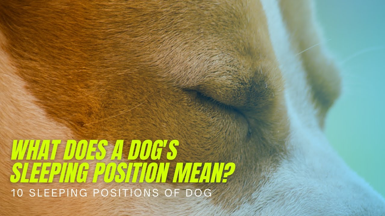 what-does-a-dog-s-sleeping-position-mean-10-sleeping-positions-of-dog