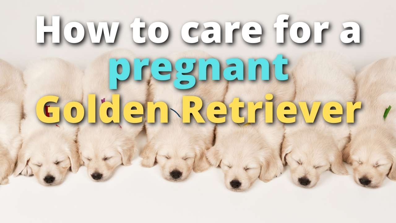 'Video thumbnail for Caring For a Pregnant Golden Retriever'