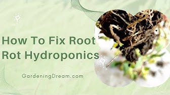 'Video thumbnail for How To Fix Root Rot Hydroponics'