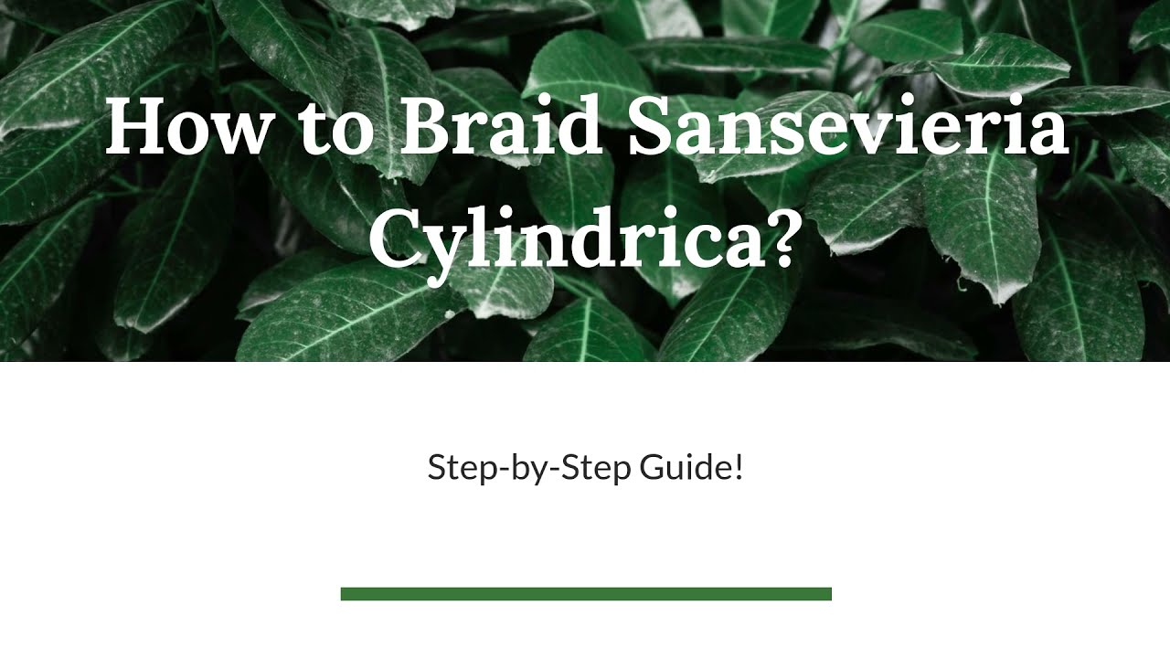 'Video thumbnail for How To Braid Sansevieria Cylindrica: The Care Needed And Step-By-Step Braiding Guide [2021]!'