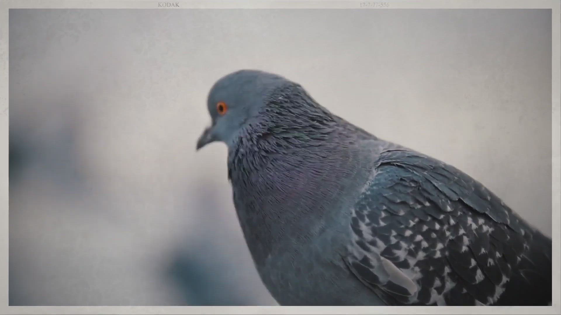 'Video thumbnail for Are Pigeons Real? '