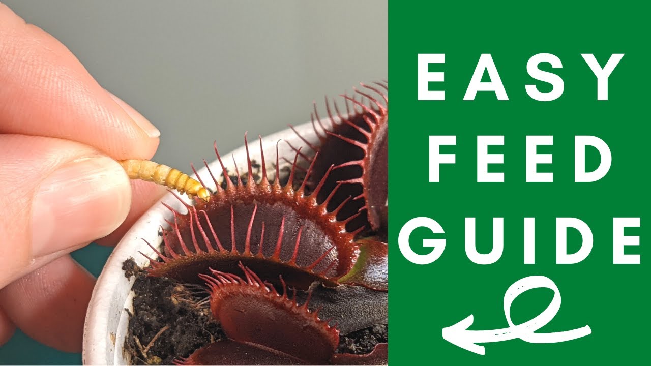 'Video thumbnail for The Ultimate Venus Flytrap Feeding Guide: Simple Steps to Feed Your Venus Flytrap'