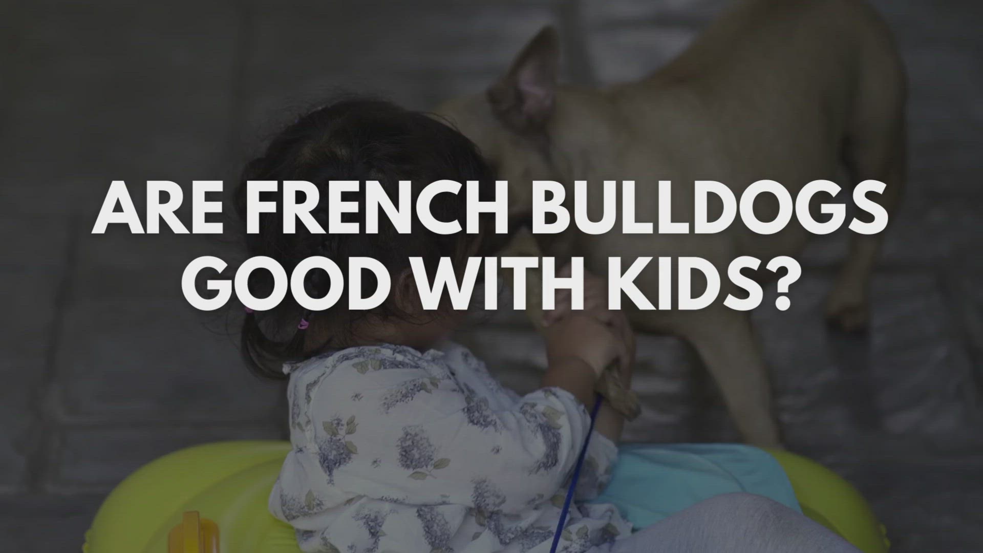 'Video thumbnail for Are French Bulldogs Good With Kids?'