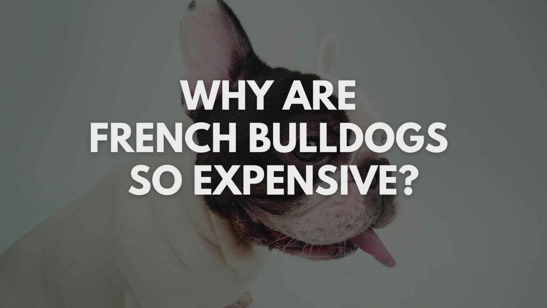 'Video thumbnail for Why Are French Bulldogs So Expensive?'