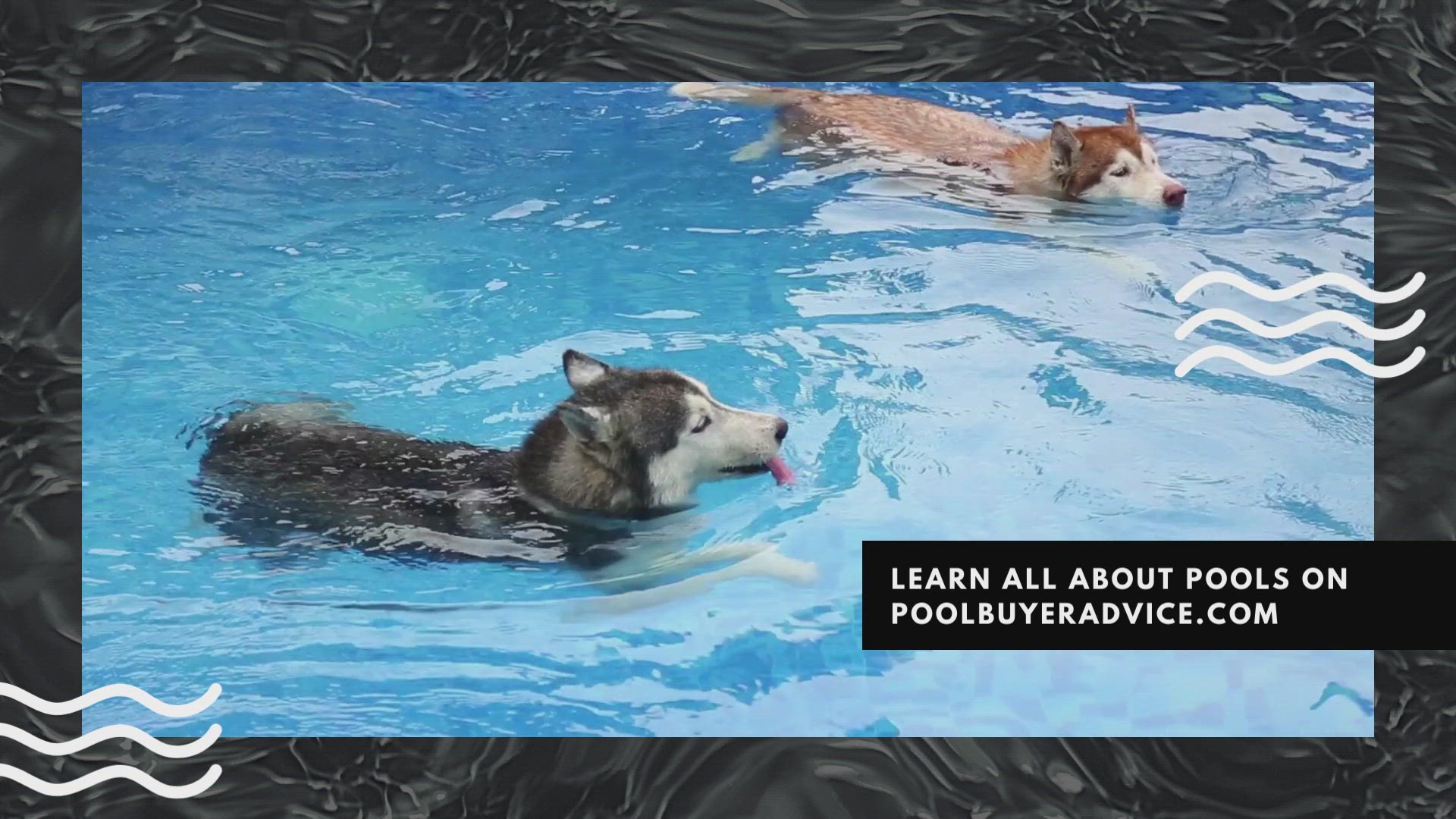 'Video thumbnail for Dogs Enjoy pools on poolbuyeradvice.com'