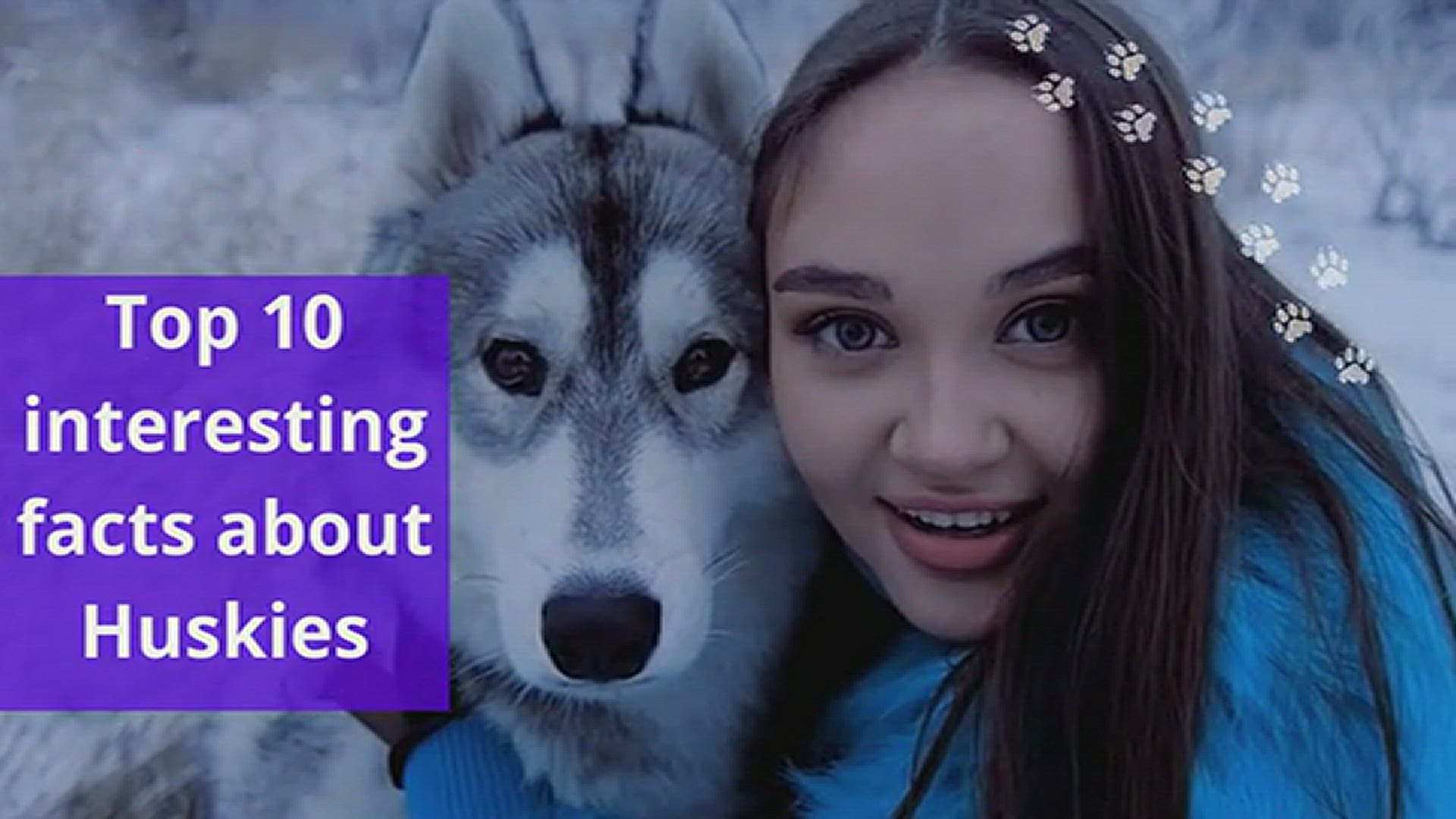 'Video thumbnail for 10 interesting facts about Huskies '