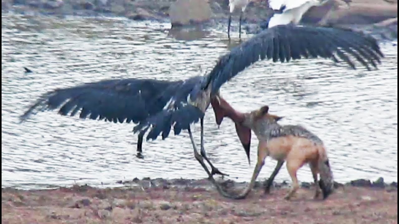 Jackal Kills Stork in an Epic Battle