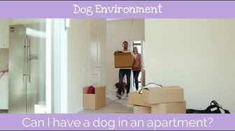 'Video thumbnail for Can I have a dog in an apartment?'