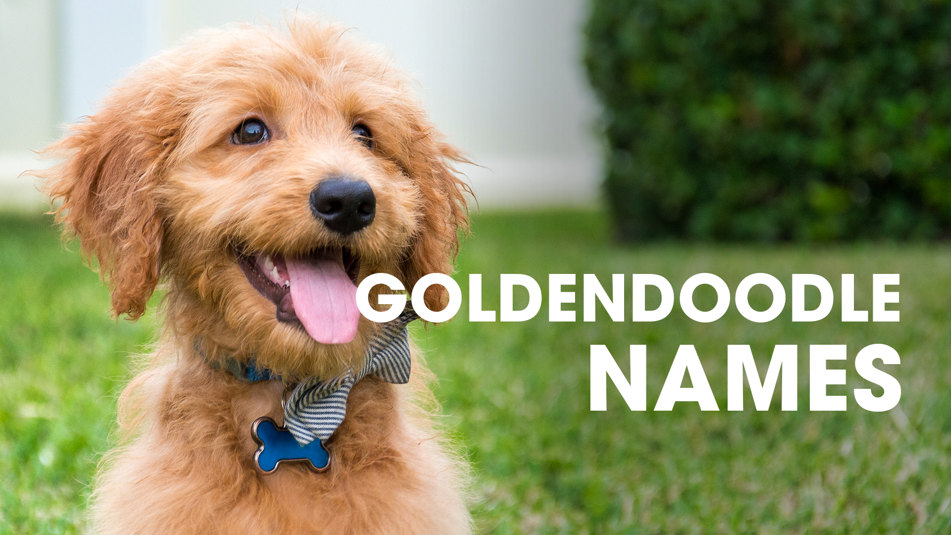 Female Dog Names (Unique, Cute and Popular Choices) – Pet Pattern