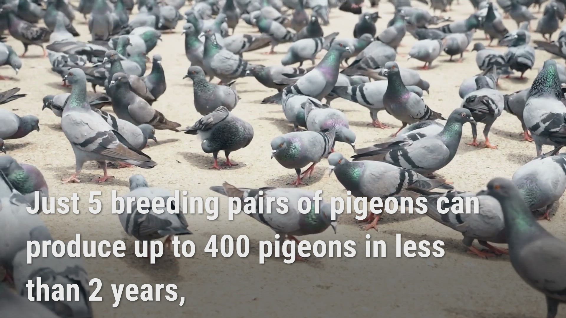 'Video thumbnail for Pigeon Farming Explained'