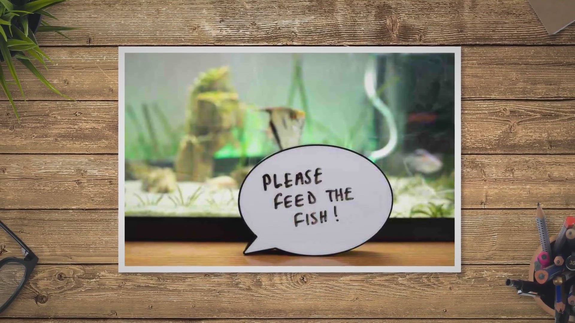 'Video thumbnail for How Long Can Betta Fish Go Without Food'