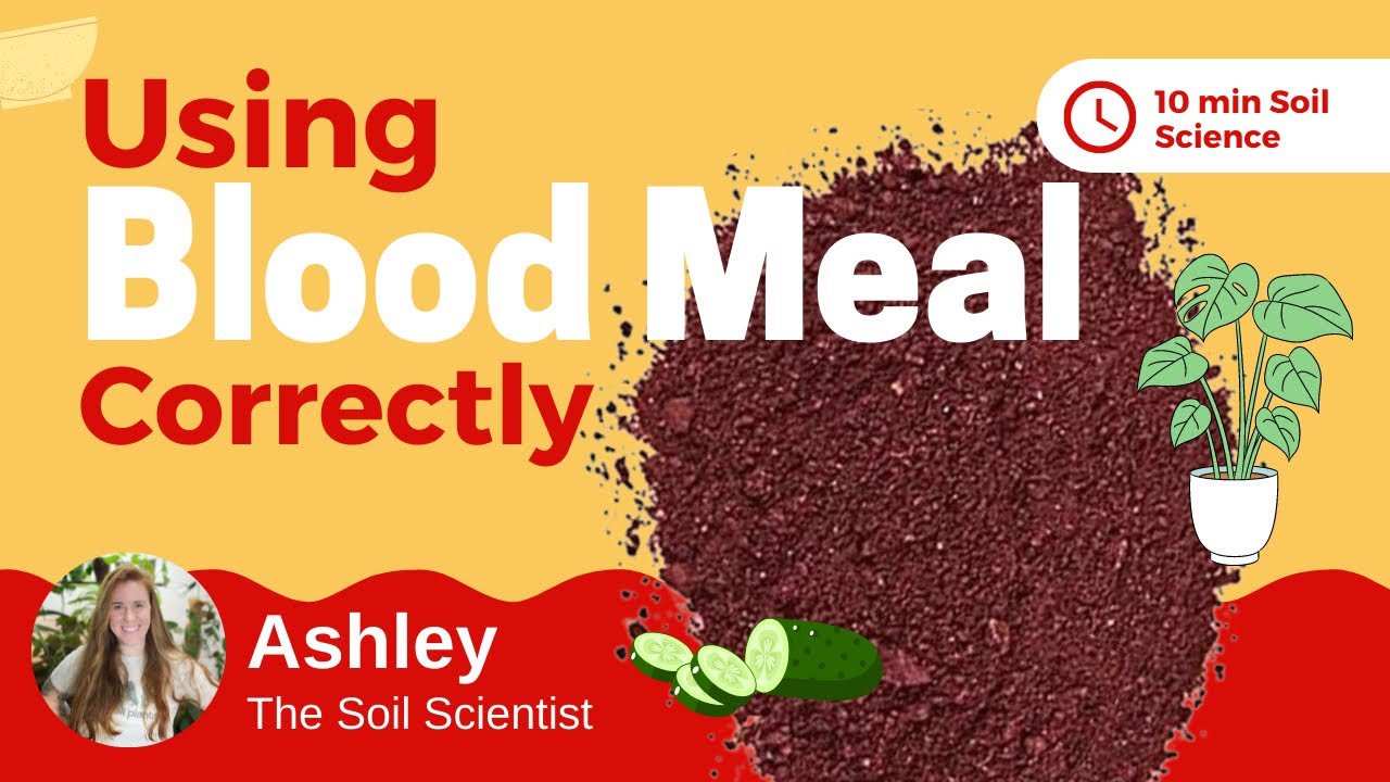 'Video thumbnail for What Is Blood Meal Fertilizer? How To Apply Blood Meal To Plants & What Else You Should Add 🌿'