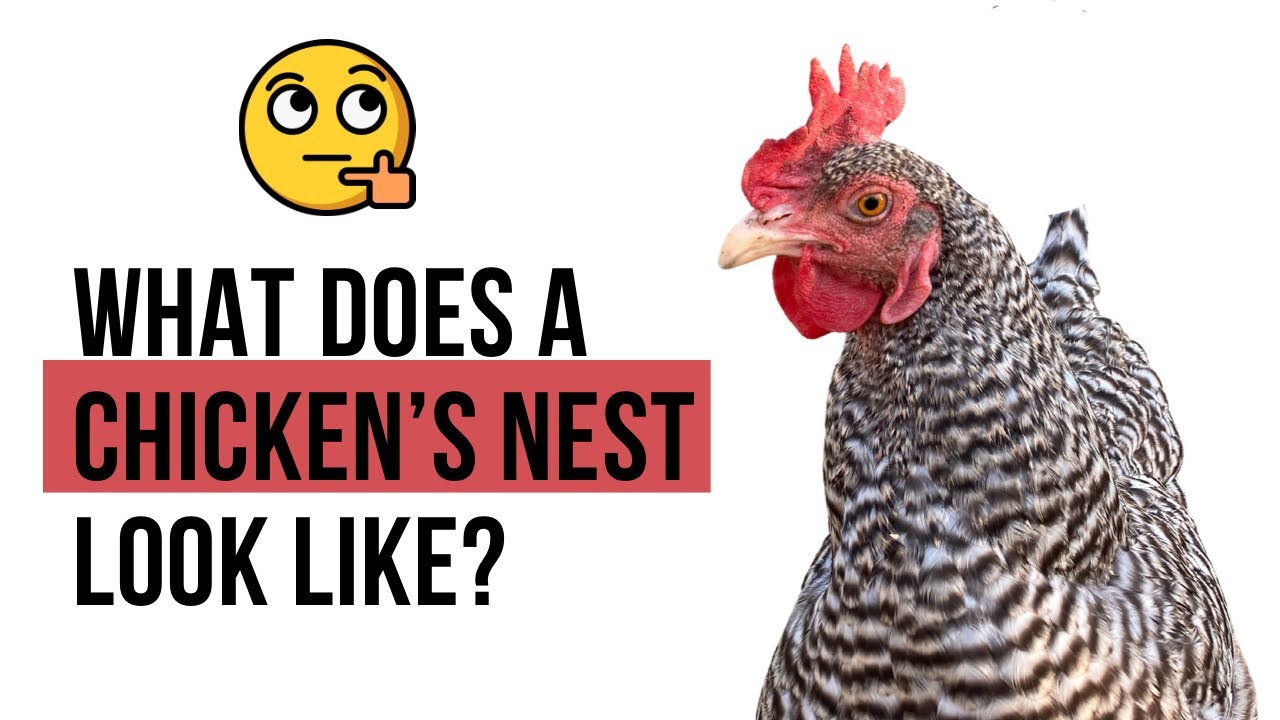 'Video thumbnail for Chicken Nests'