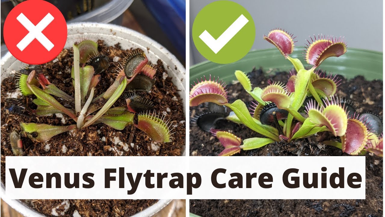 'Video thumbnail for The Complete Venus Fly Trap Care Guide 🌱'