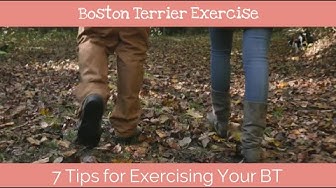 'Video thumbnail for 7 Tips for Exercising Your Boston Terrier'