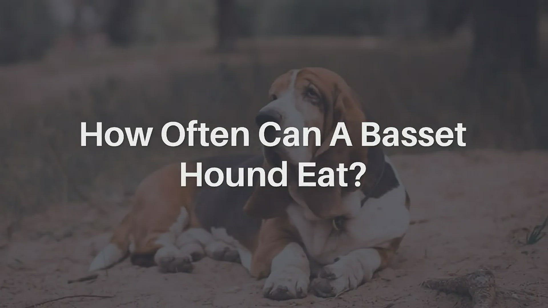 are basset hound puppies aggressive