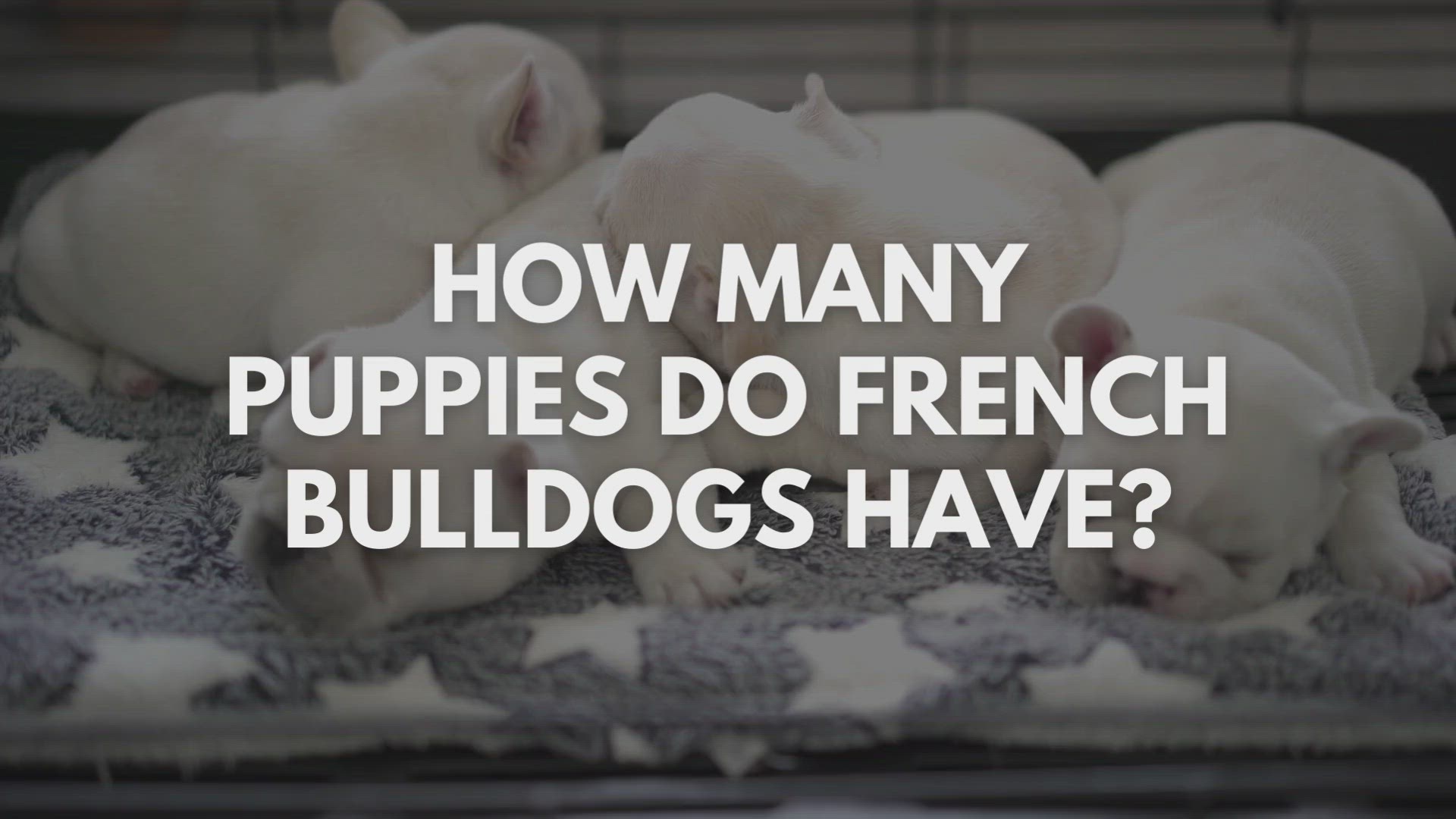 'Video thumbnail for How Many Puppies Do French Bulldogs Have?'
