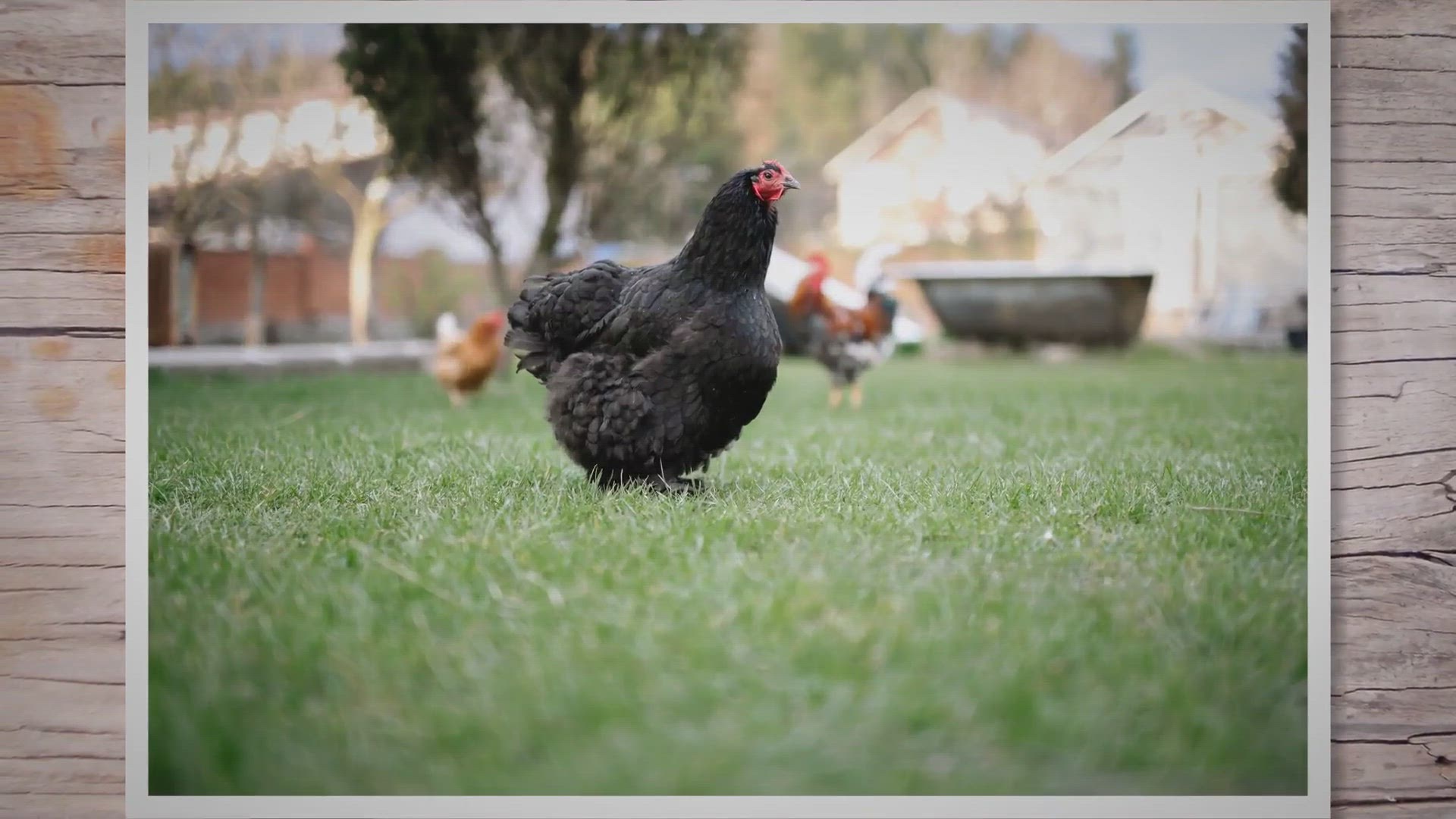 'Video thumbnail for 5 Things You Must Know Before Getting Backyard Chickens'