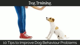 'Video thumbnail for 10 Tips to Improve Dog Behaviour Problems'