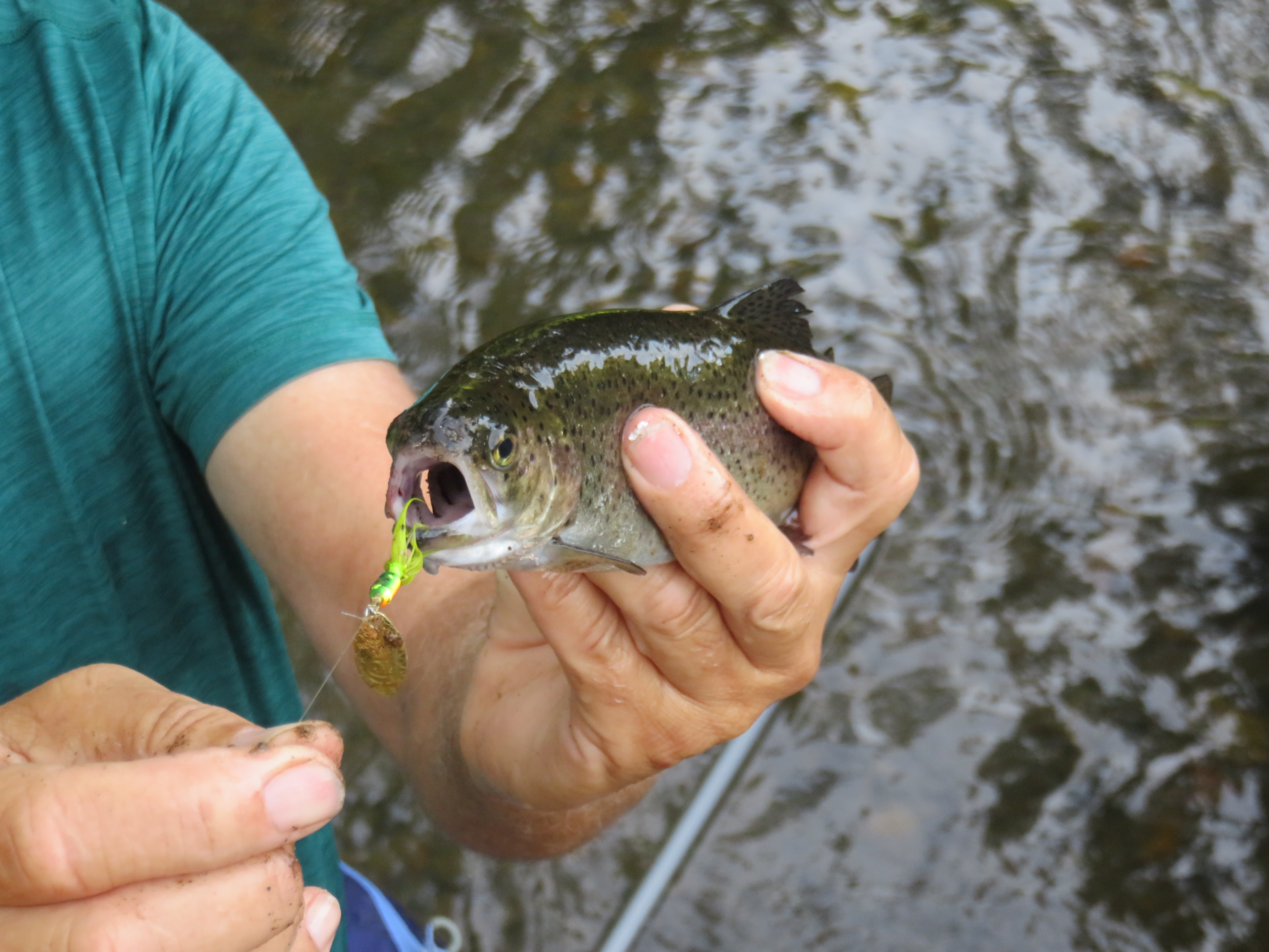'Video thumbnail for Trout Fishing Lures'