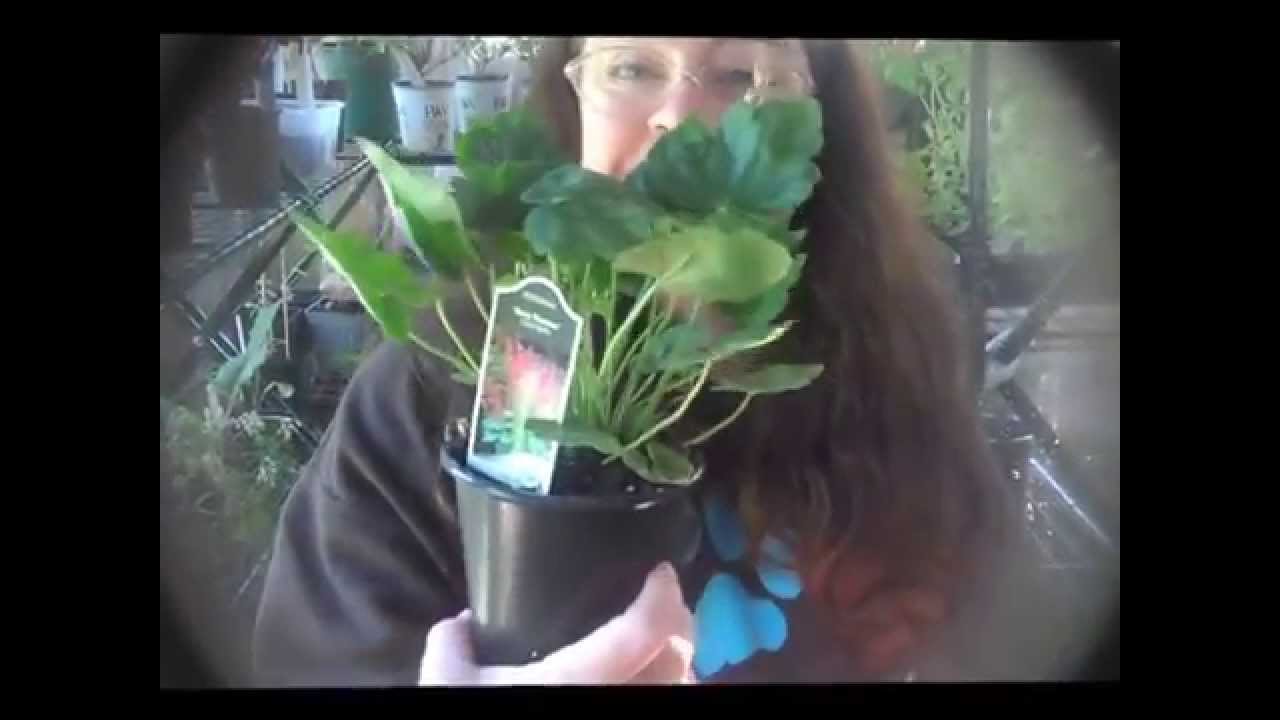 'Video thumbnail for Walters Garden Unboxing Video May 2015 ExperimentalHomesteader.com'