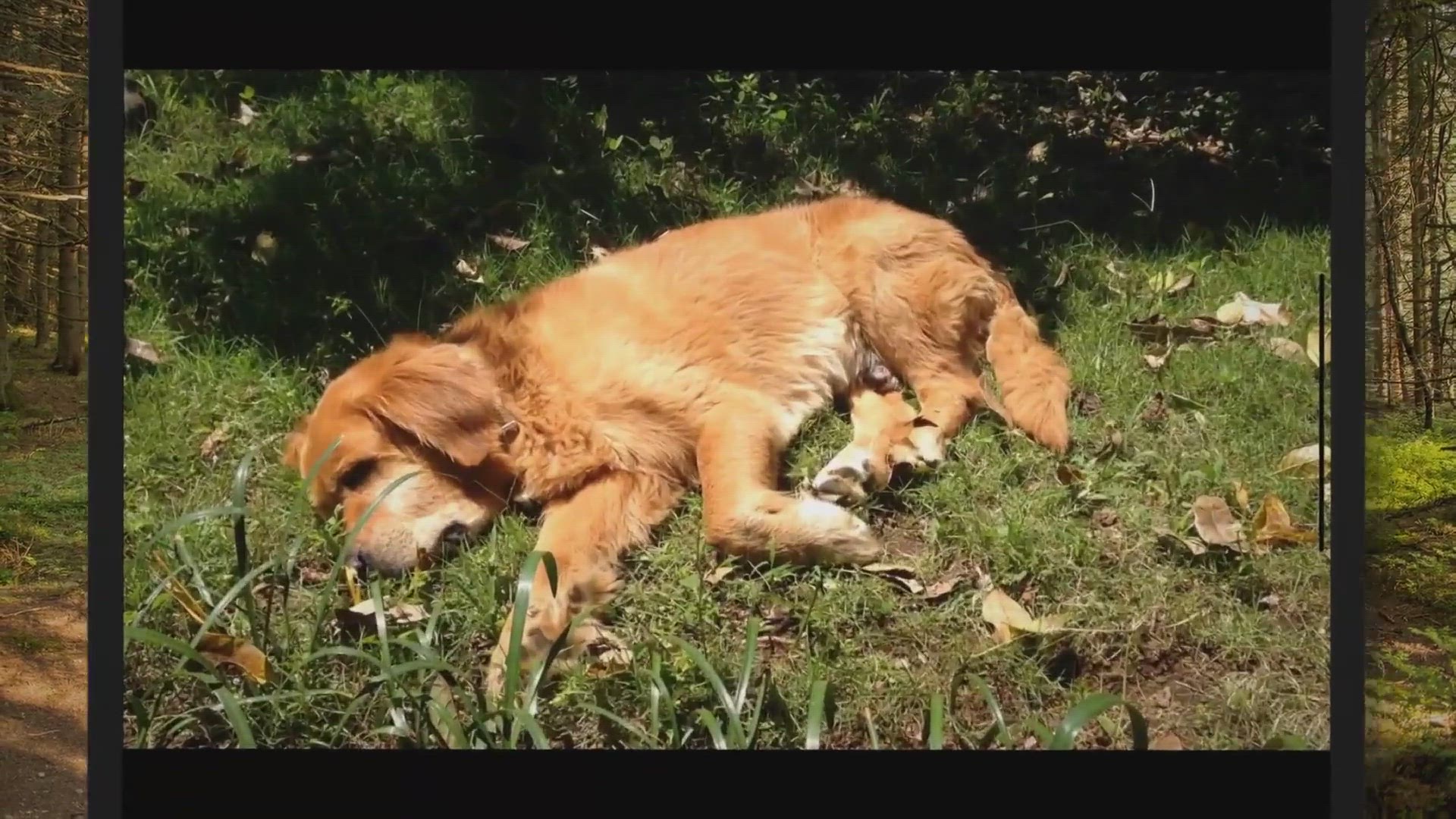 what do golden retrievers like to do for fun