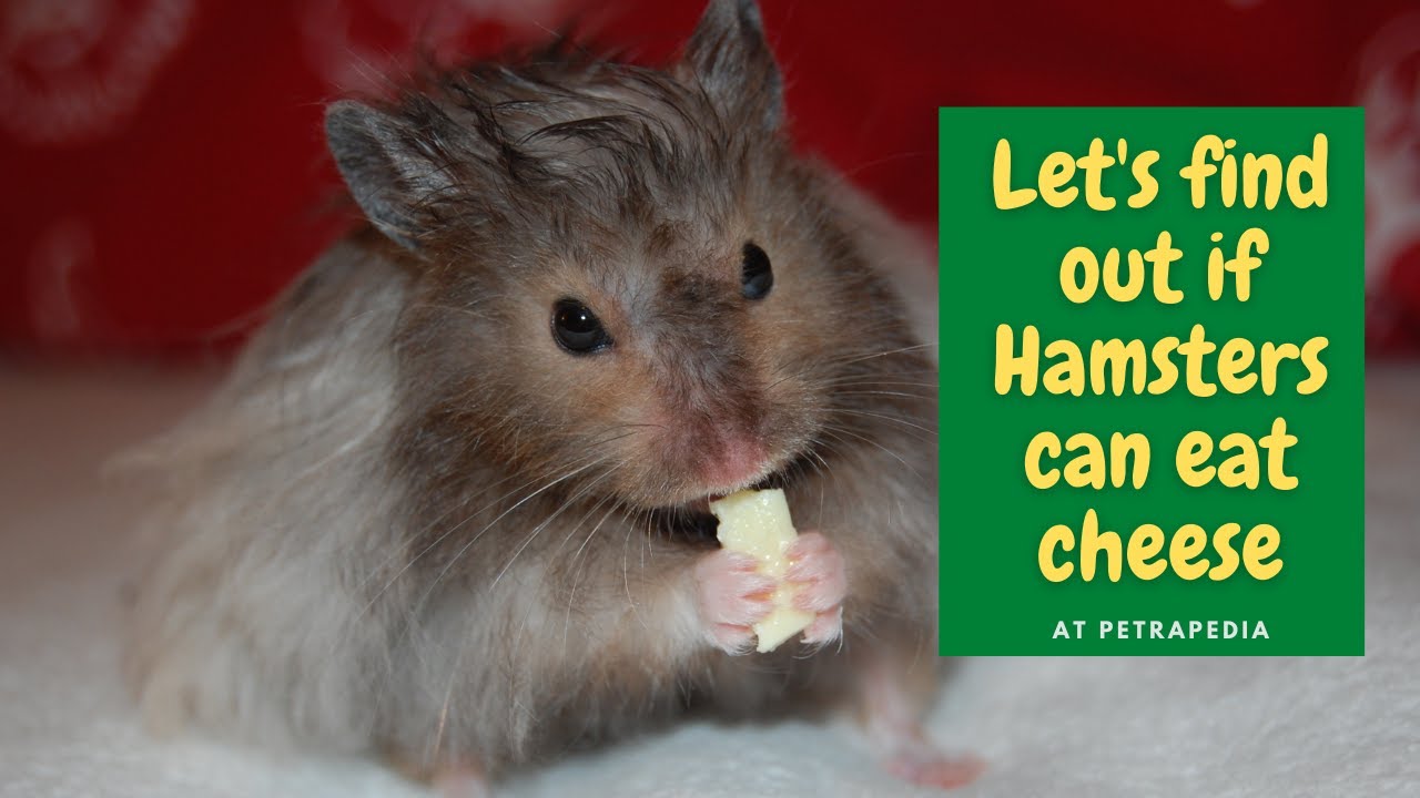 'Video thumbnail for Can hamsters eat cheese?'