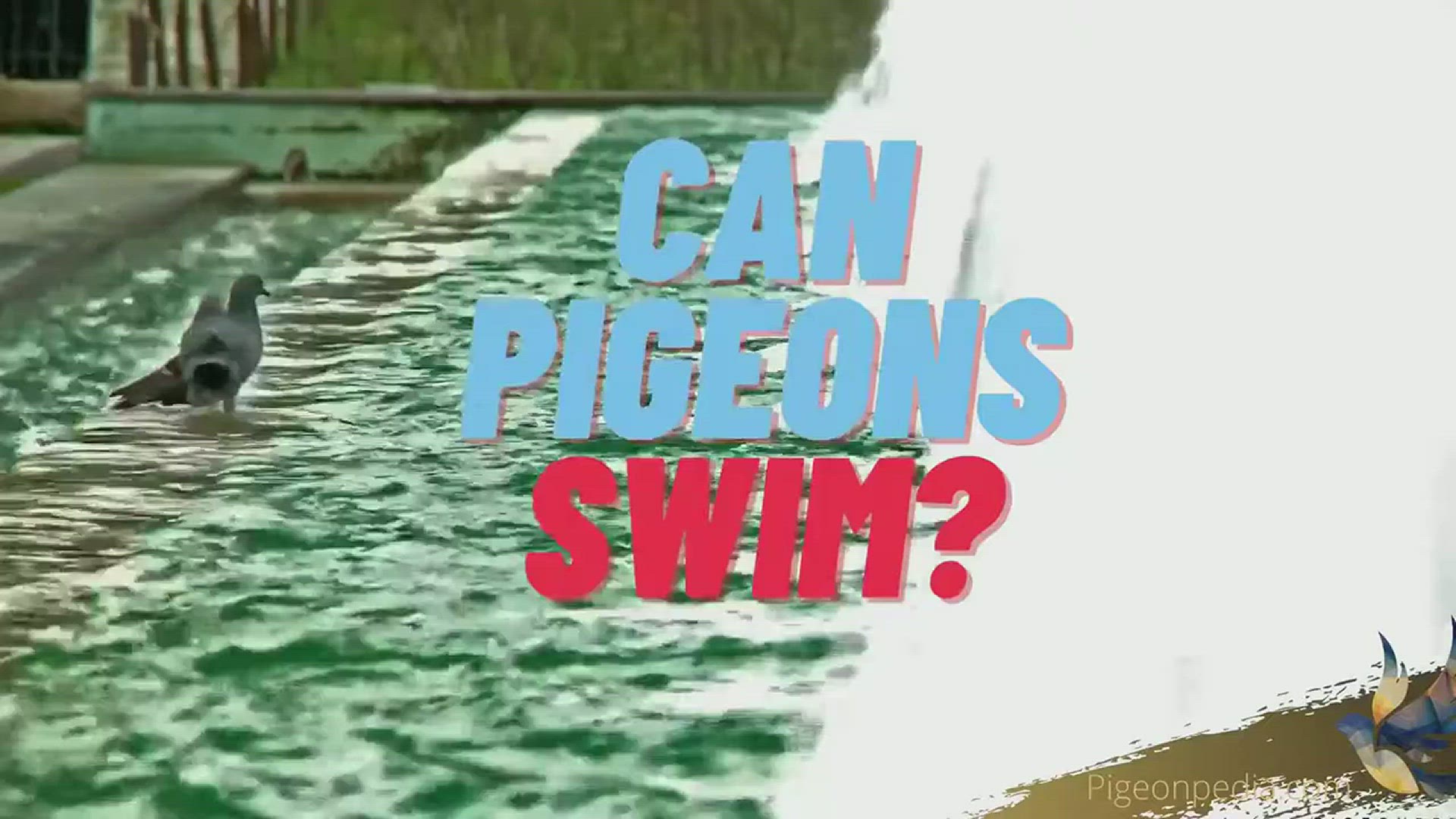 'Video thumbnail for Can pigeons swim?'