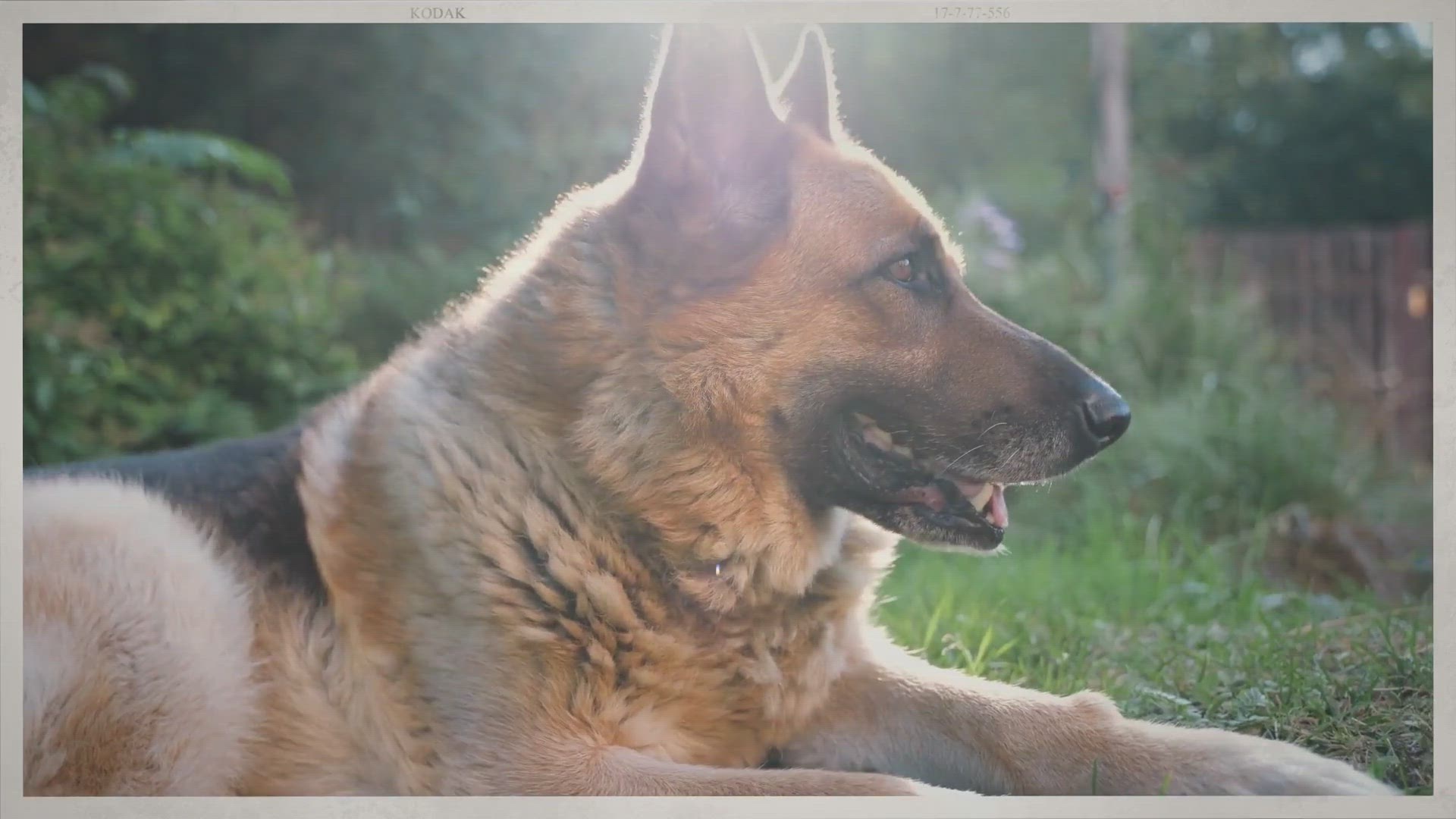 'Video thumbnail for Essential German Shepherd Dog Training FAQs'