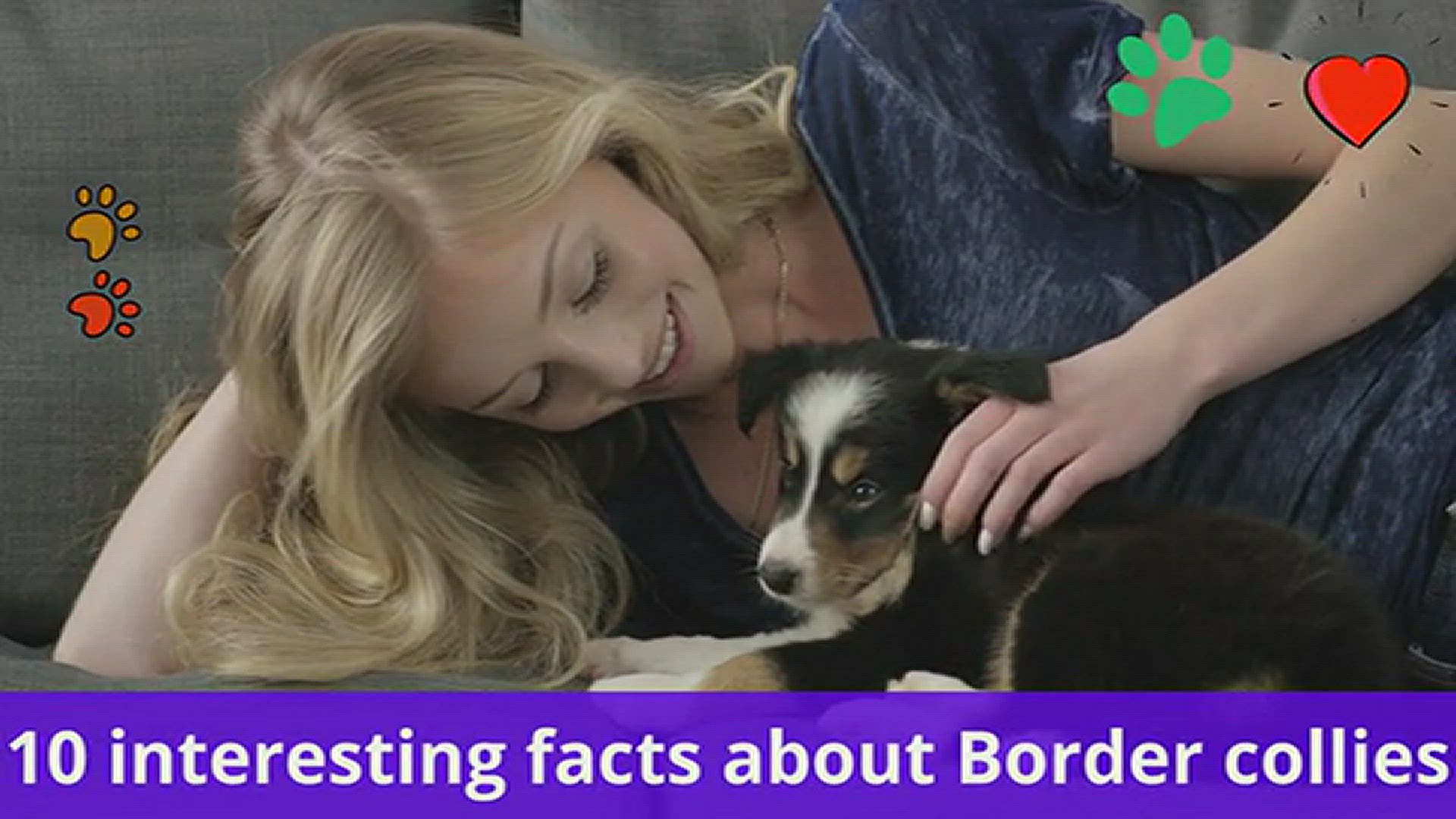 'Video thumbnail for 10 interesting facts about Border collies'