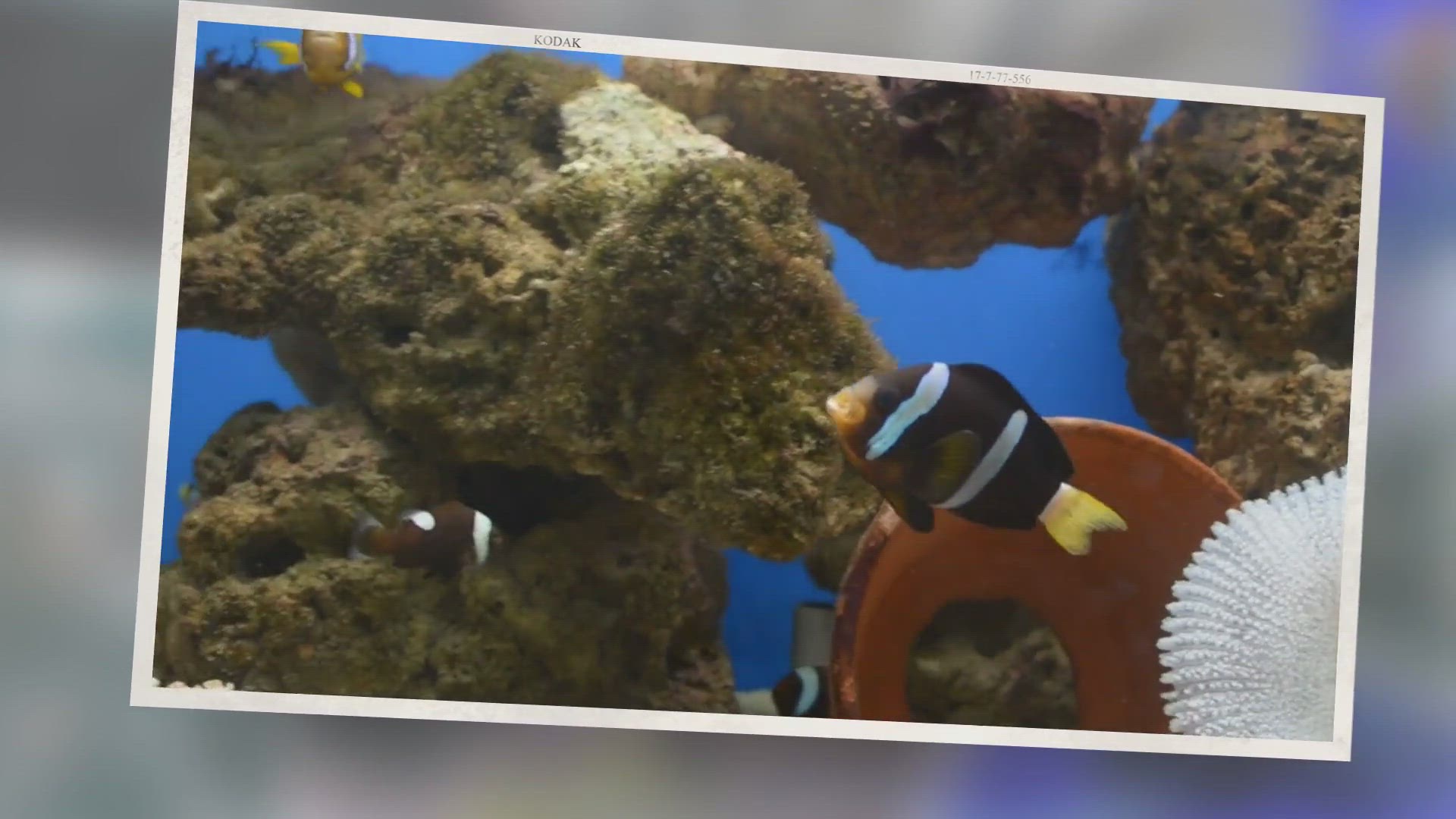 'Video thumbnail for 25 Best Beginner Saltwater Fish (Including 7 To Avoid)'