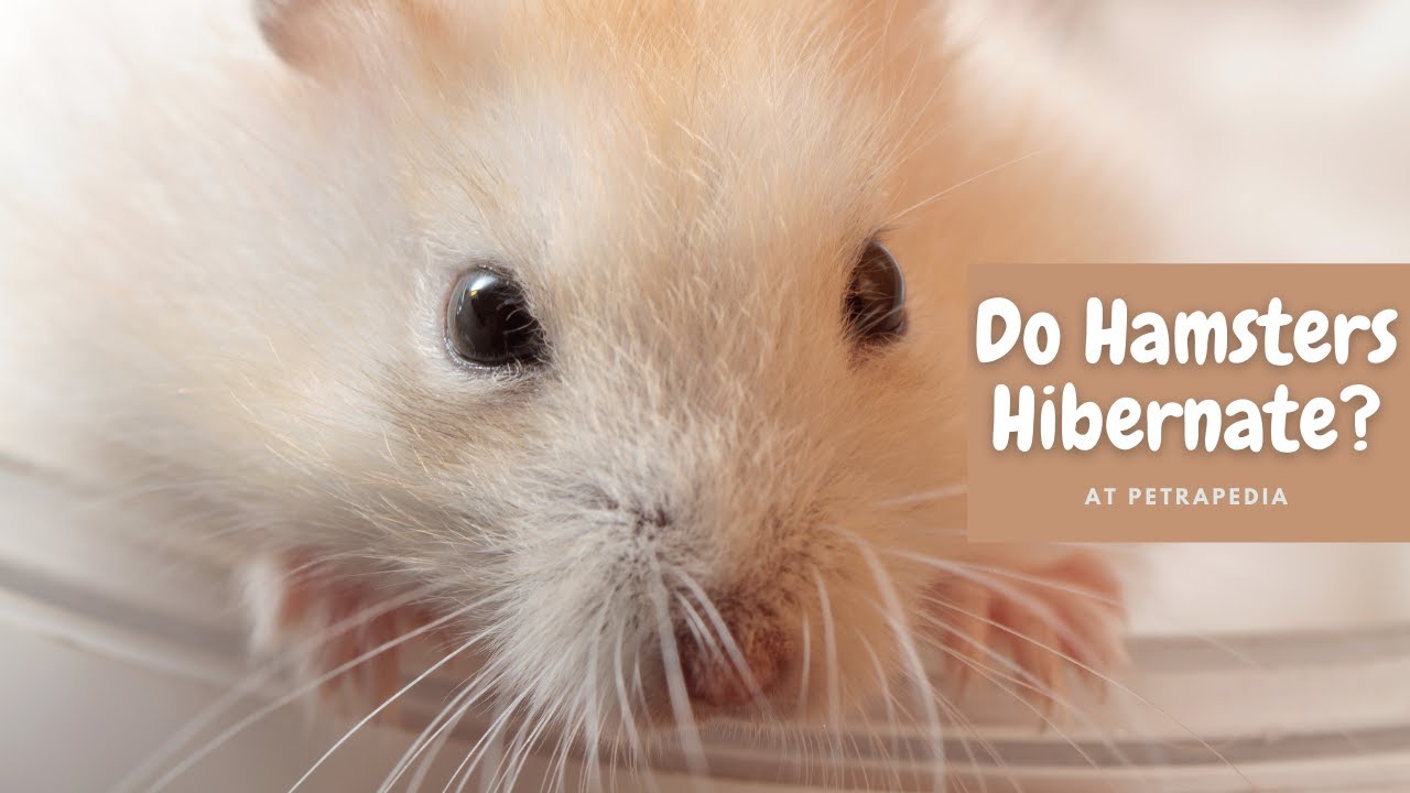 'Video thumbnail for Do Hamsters Hibernate?'