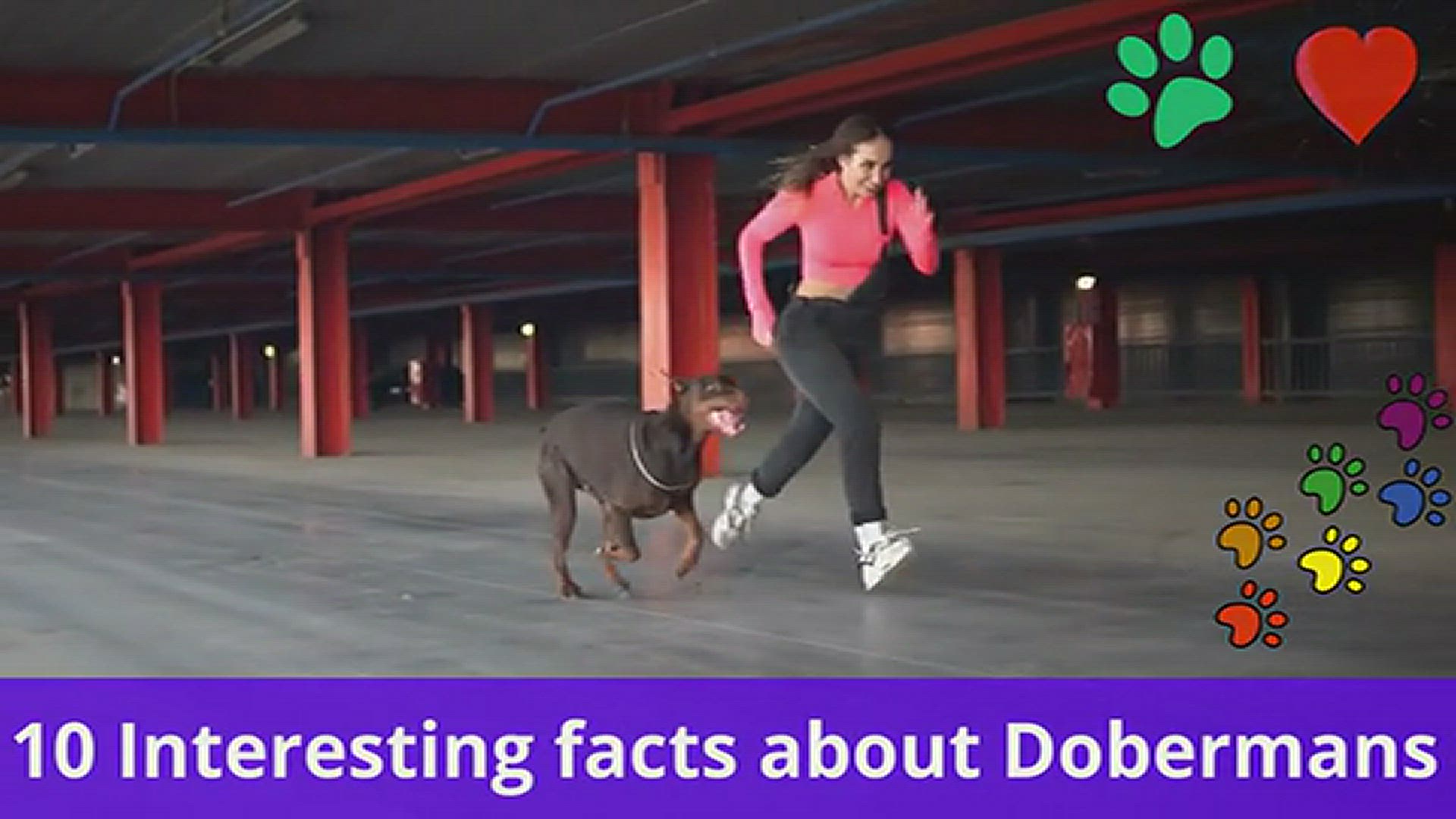 'Video thumbnail for 10 interesting facts about Dobermans'