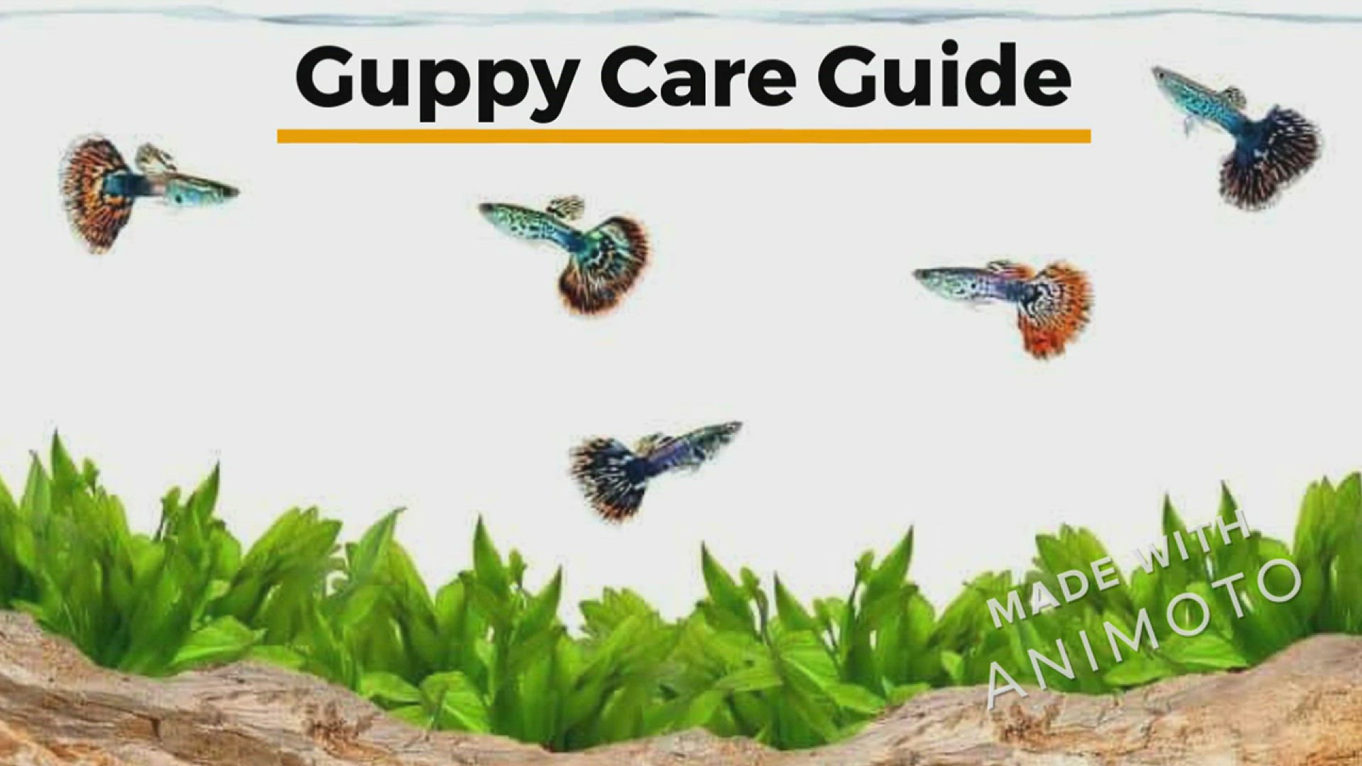 'Video thumbnail for Guppy_Care_Video'
