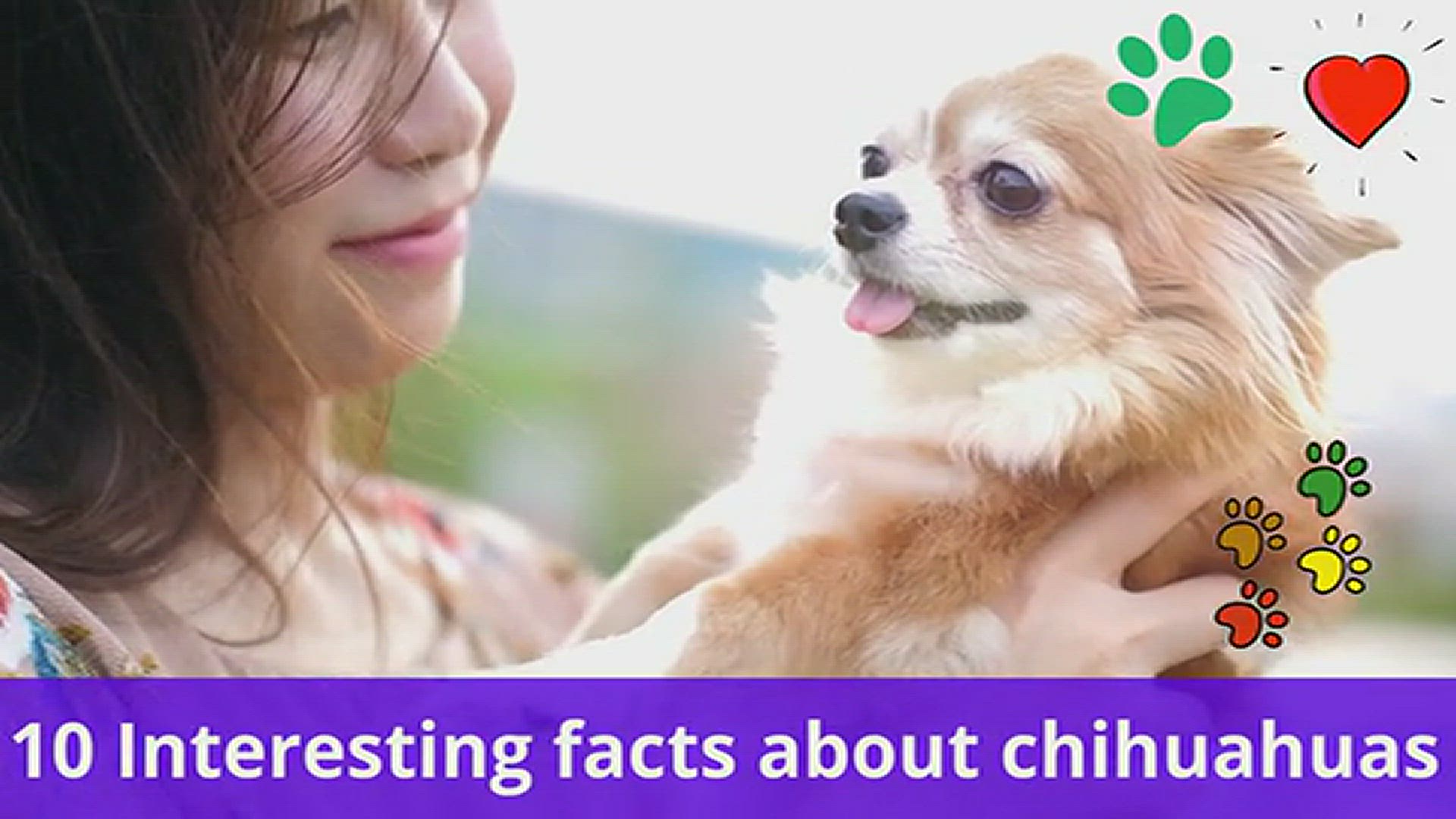 'Video thumbnail for 10 interesting facts about Chihuahuas'
