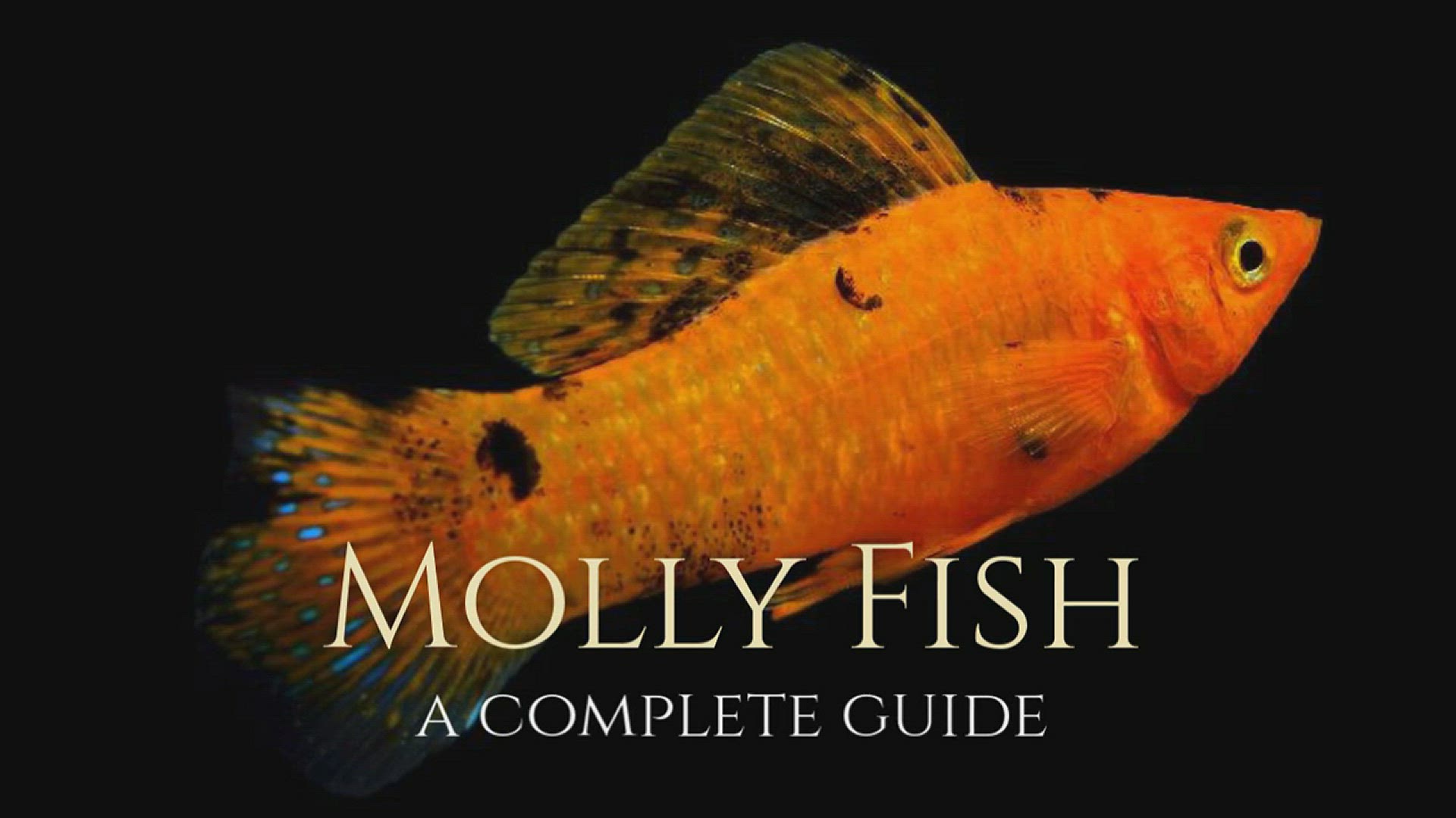 'Video thumbnail for Molly Fish A Complete Guide'